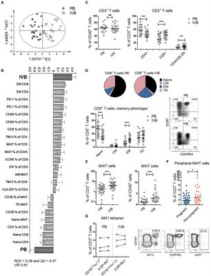 Recruitment of MAIT Cells to the Intervillous Space of the Placenta by Placenta-Derived Chemokines